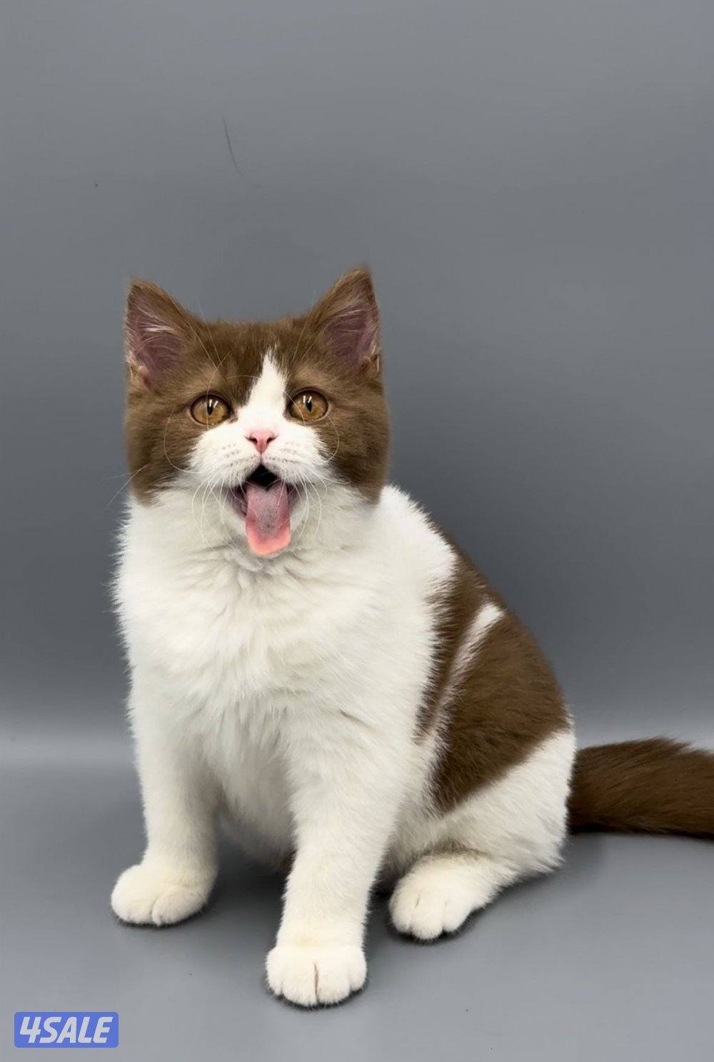 Pure british bicolor cinnamon3