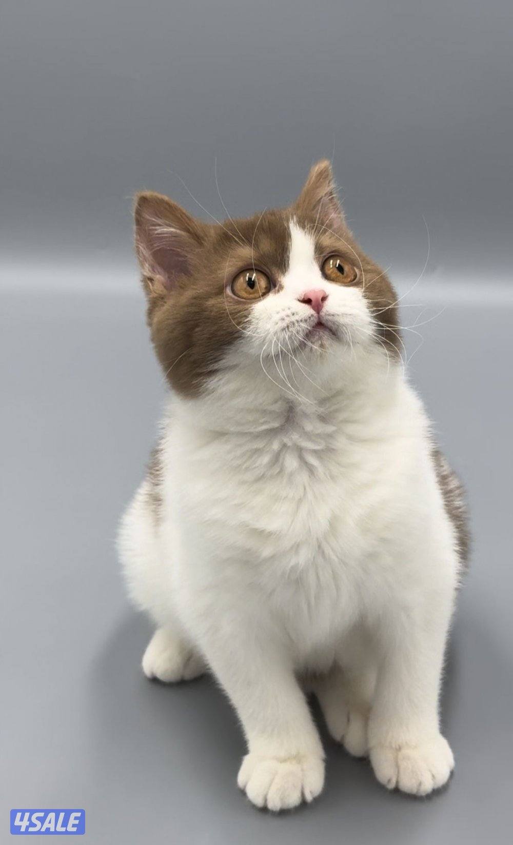 Pure british bicolor cinnamon5