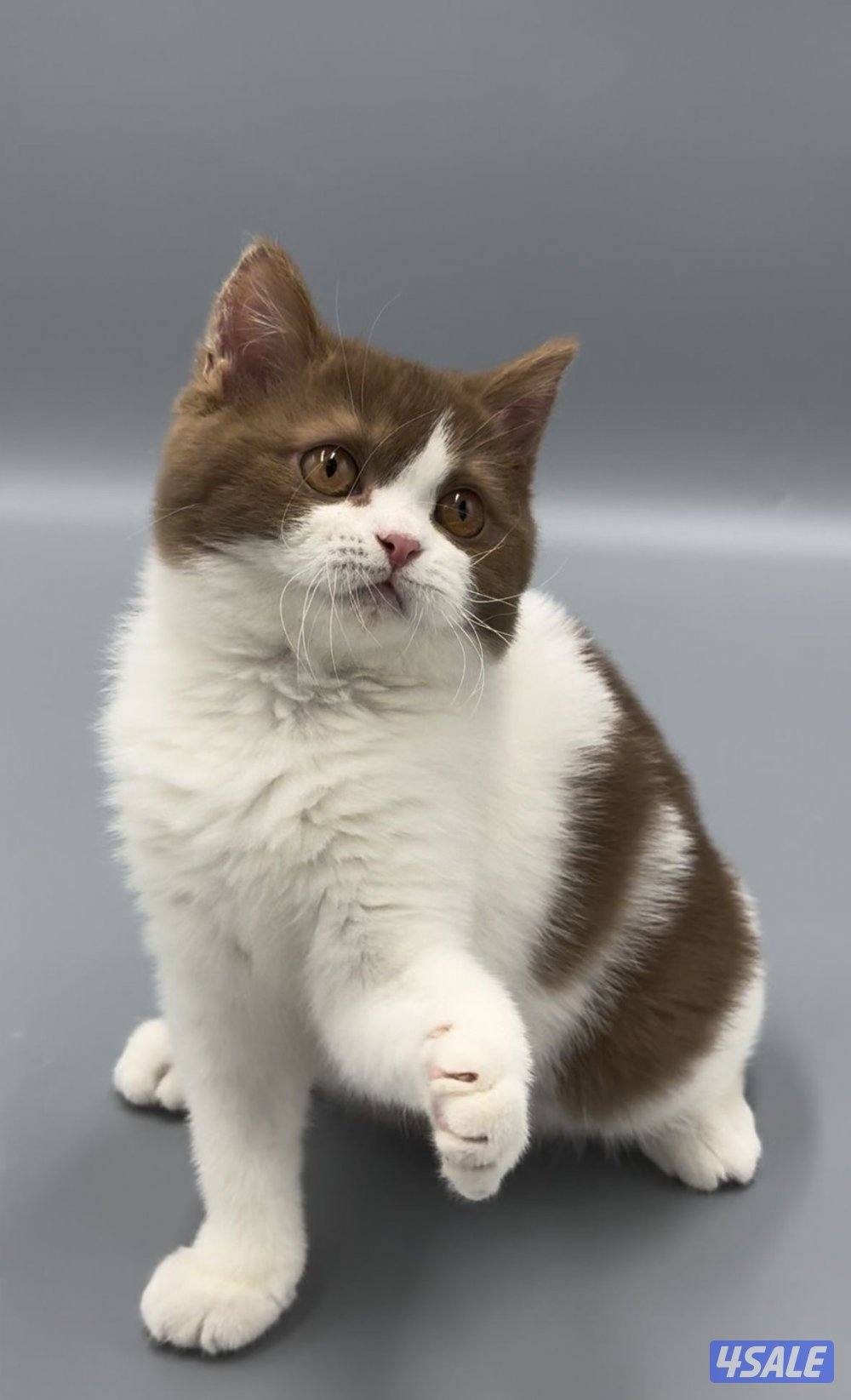 Pure british bicolor cinnamon4