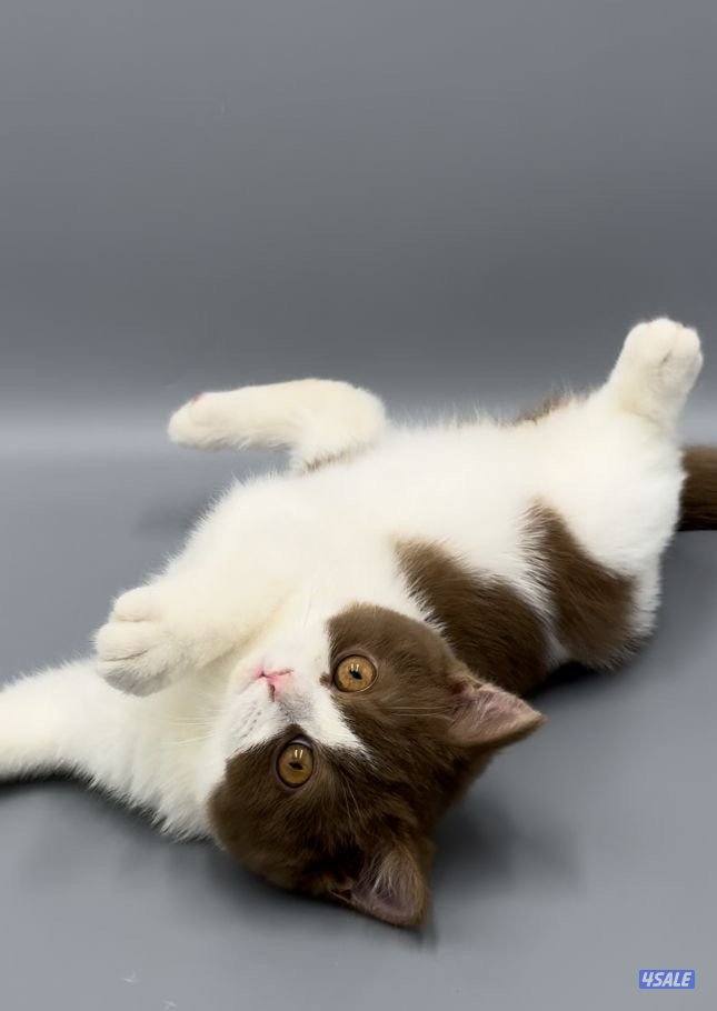 Pure british bicolor cinnamon6