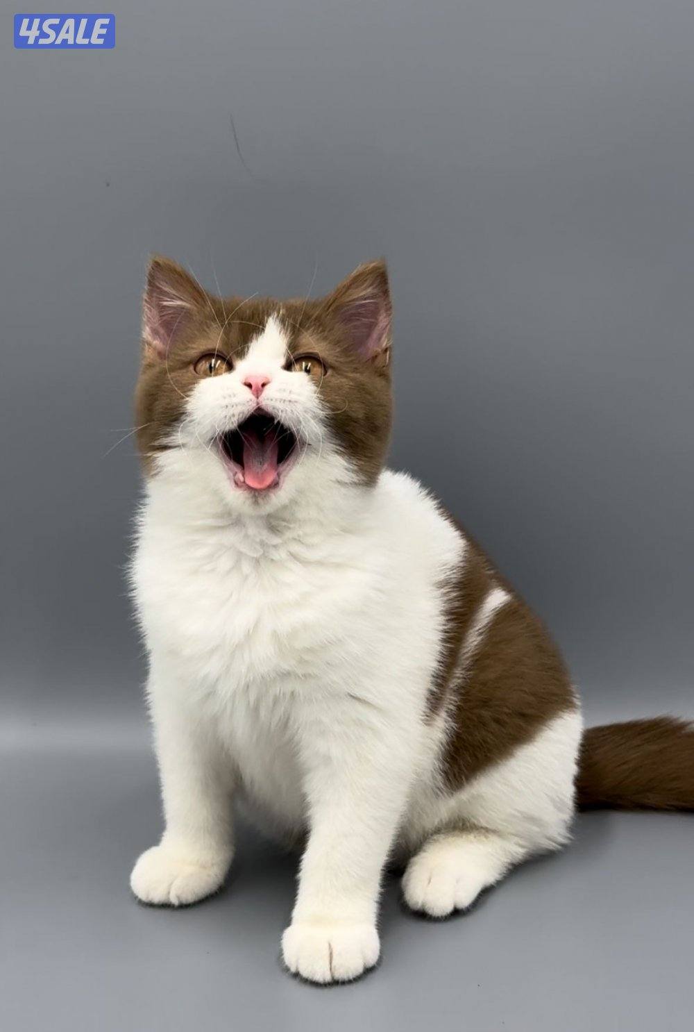 Pure british bicolor cinnamon8