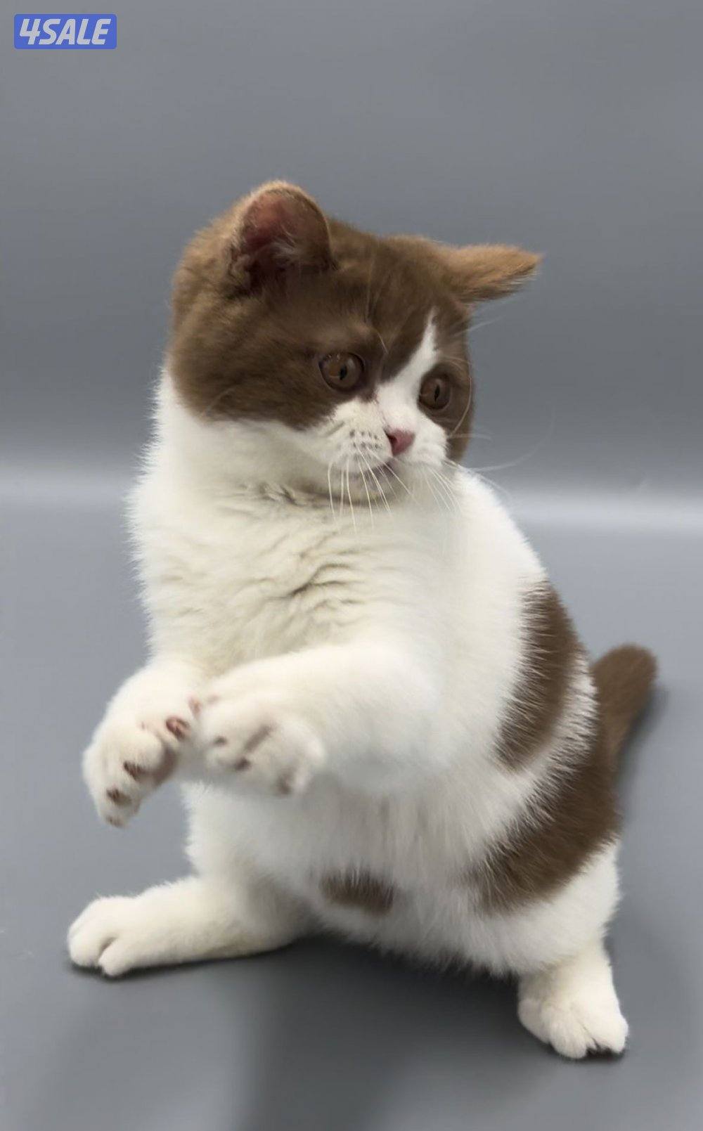 Pure british bicolor cinnamon7