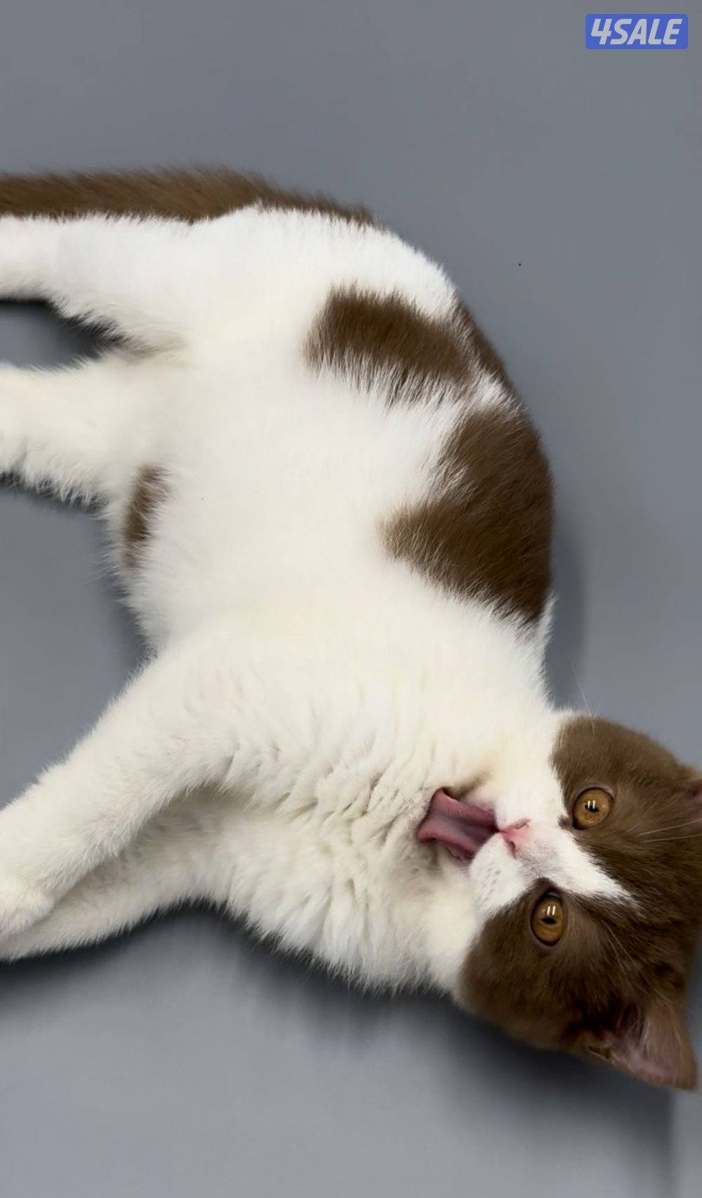 Pure british bicolor cinnamon9