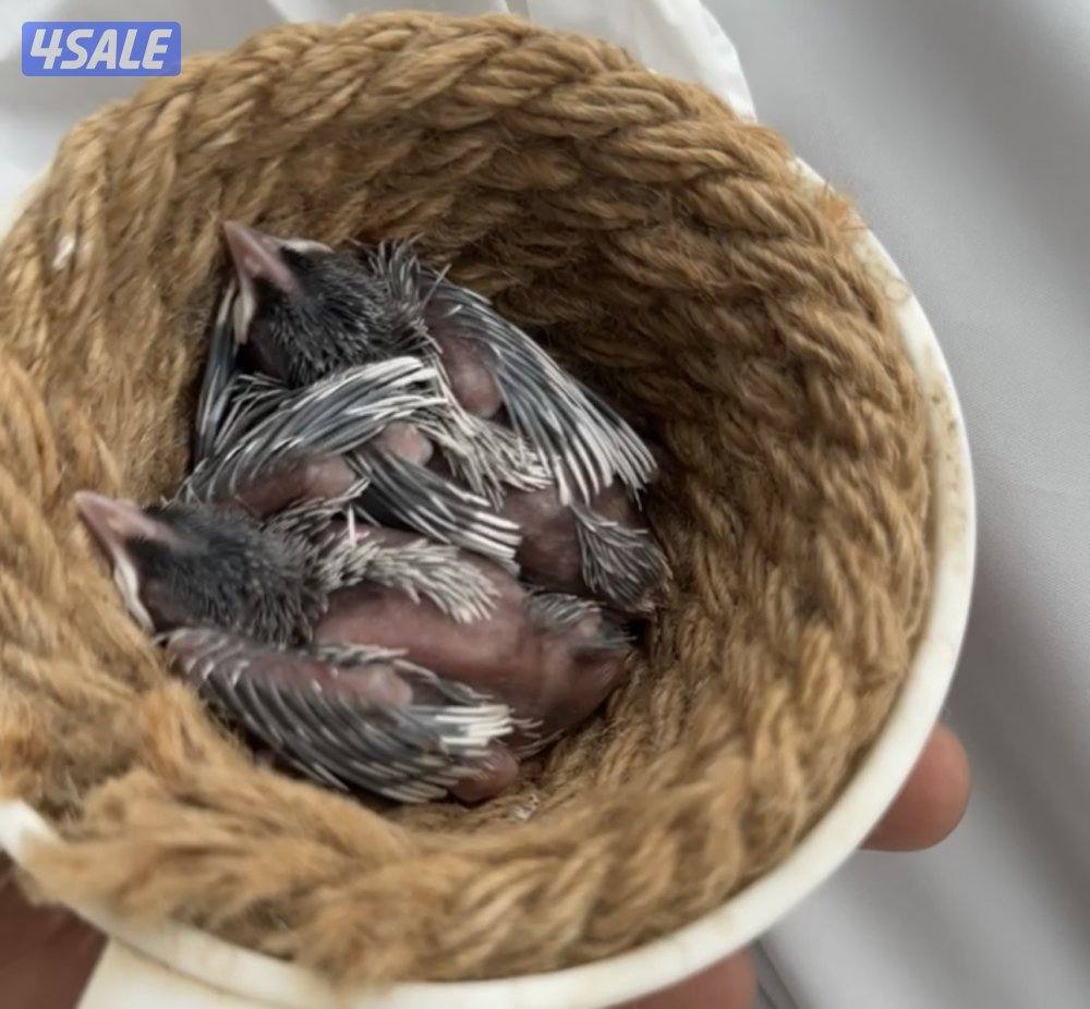 بلابل سلفر عس1