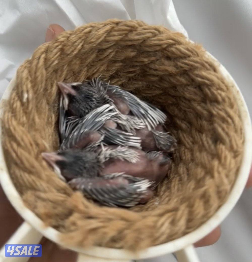 بلابل سلفر عس0