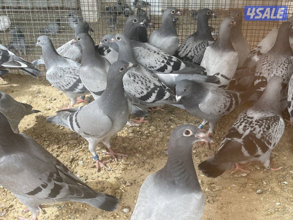 للبيع فروخ زاجل سباق0