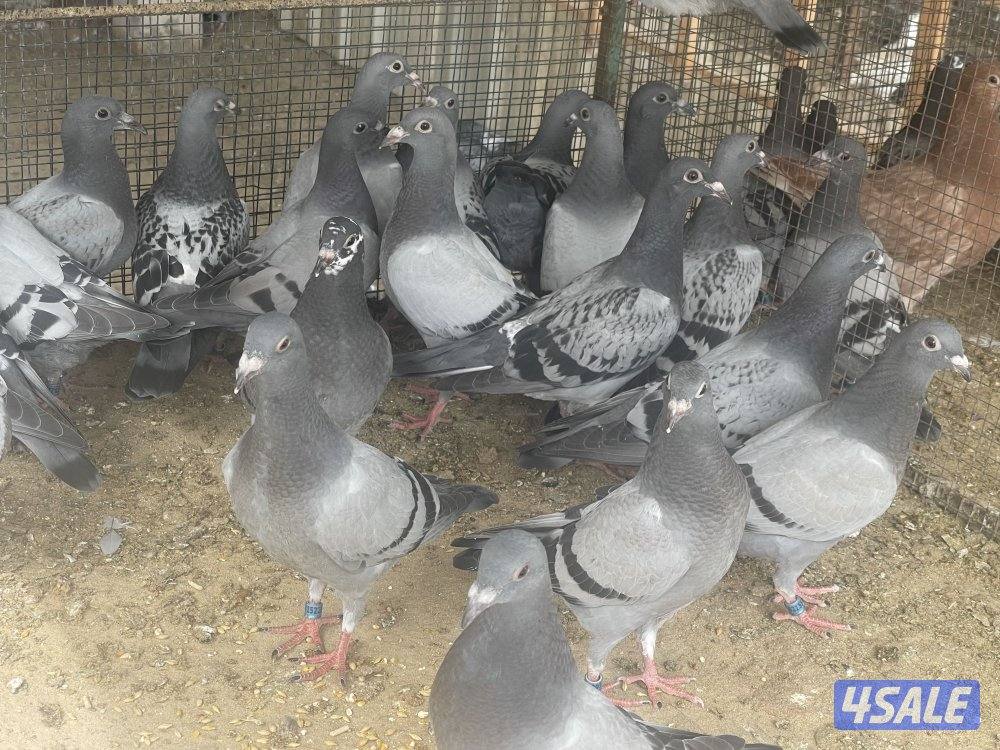 للبيع فروخ زاجل سباق1