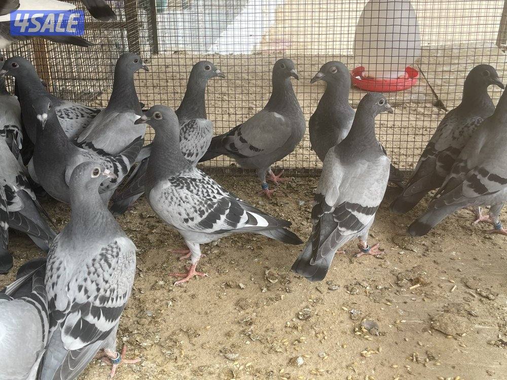 للبيع فروخ زاجل سباق2