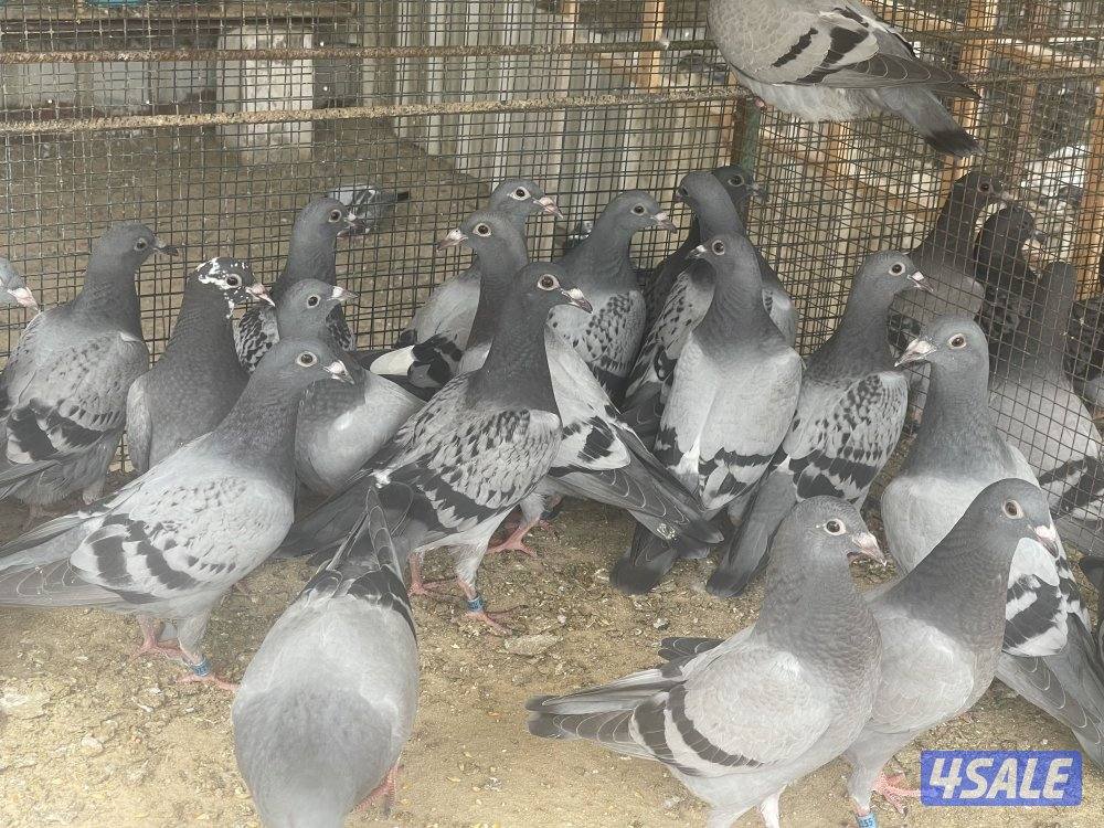 للبيع فروخ زاجل سباق3