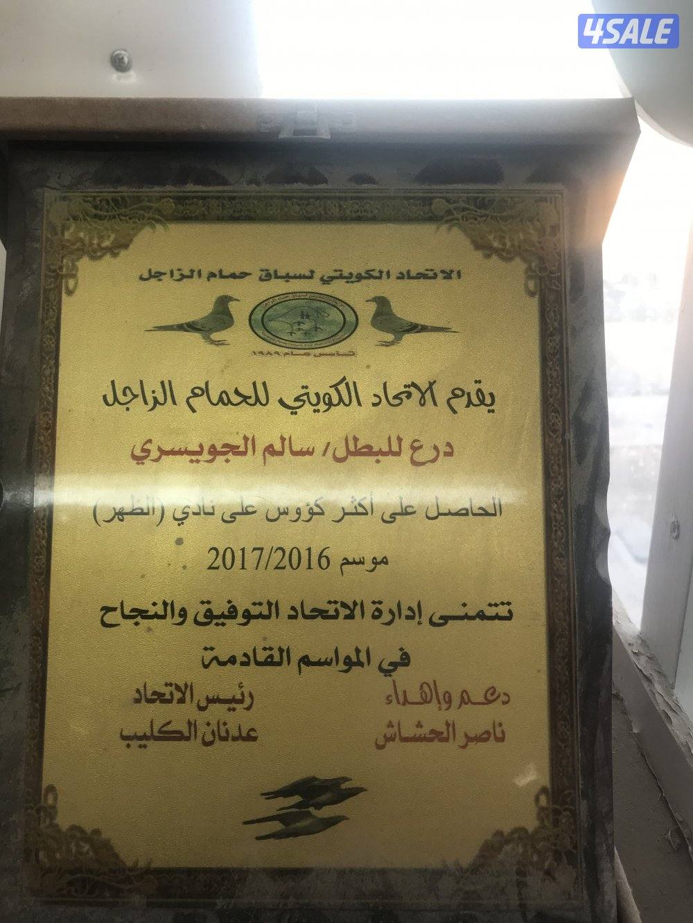 للبيع فروخ زاجل سباق5