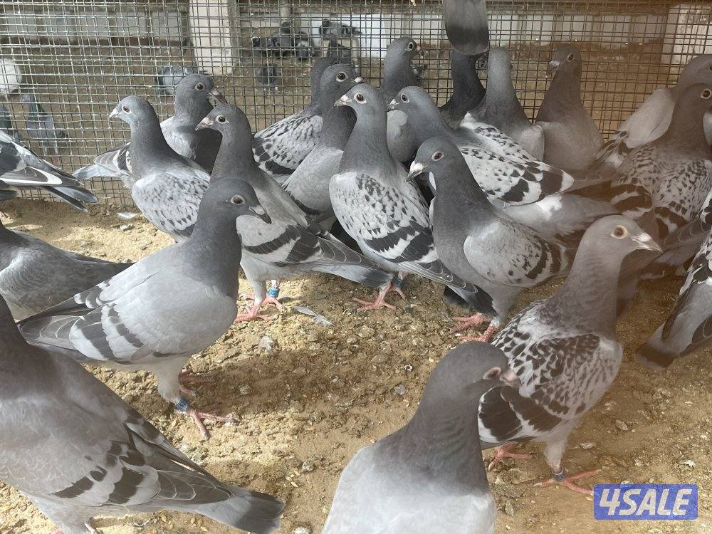 للبيع فروخ زاجل سباق4