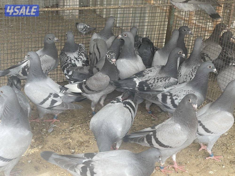 للبيع فروخ زاجل سباق6