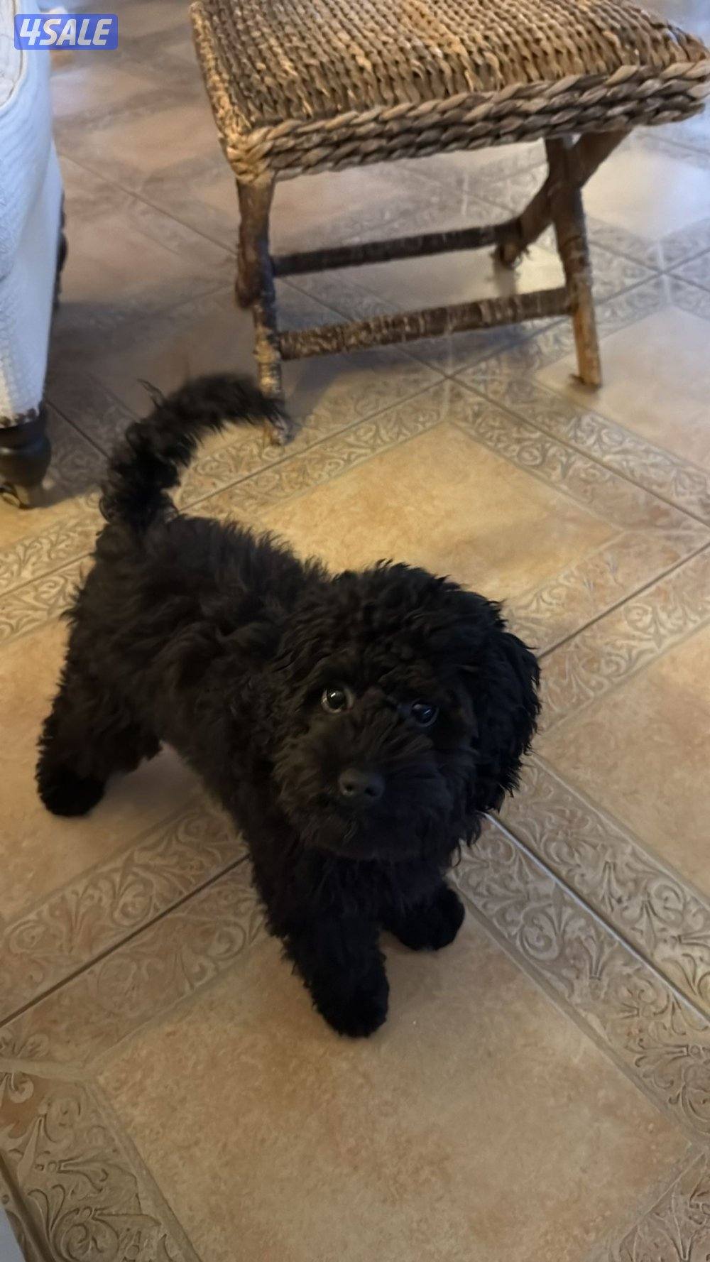 للبيع بودل مطعم مع دفتره سلاله بيور الام ميديام والابو توي بودل0