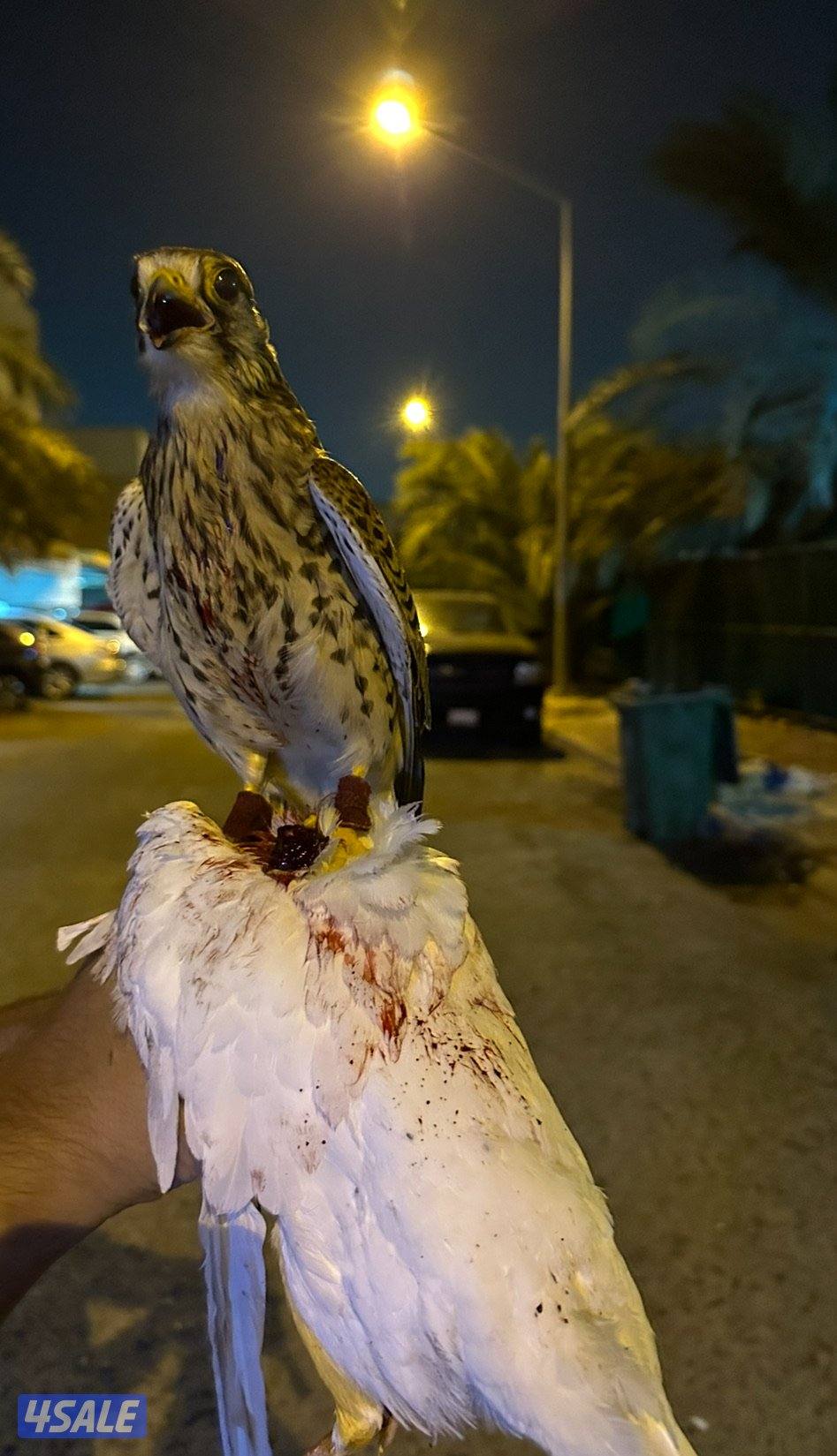 للبيع شرياصً صحته حجم طيب0