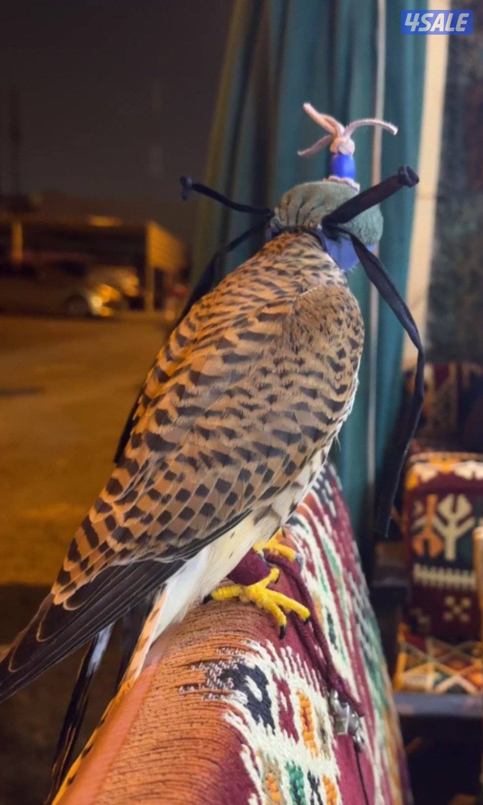 للبيع شرياصً صحته حجم طيب1