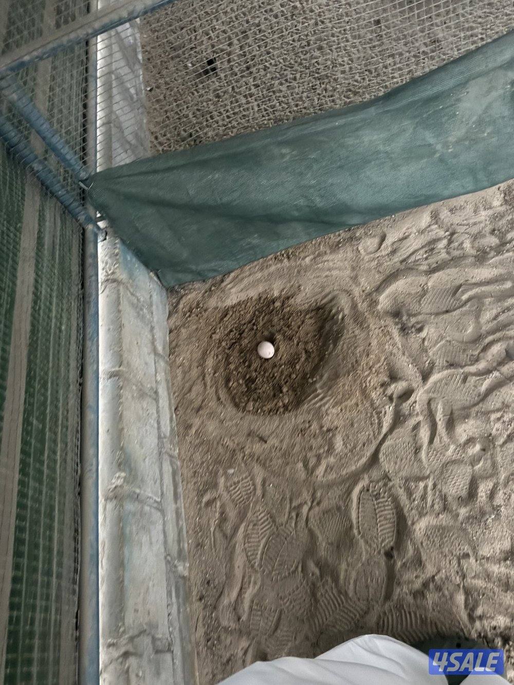 زوج 🦚 طاووس0