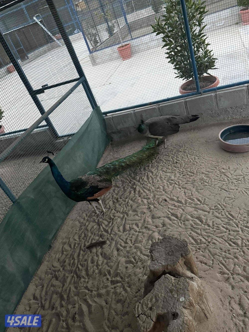 زوج 🦚 طاووس1