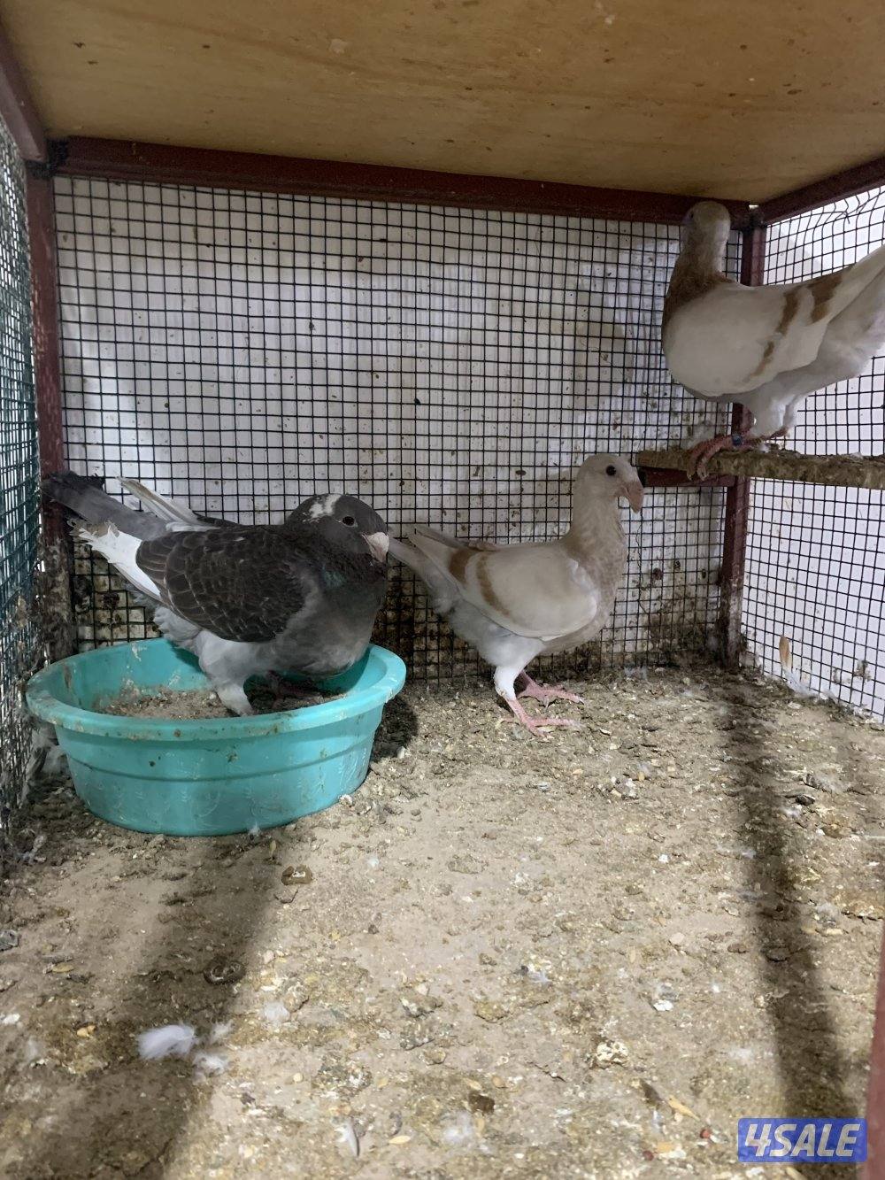 للبيع (12) زوج هومر اصفر واحمر واسود وازرق شبب ومنتجة وتحتها فروخ وبيض1