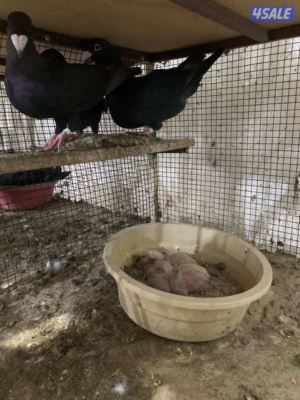 للبيع (12) زوج هومر اصفر واحمر واسود وازرق شبب ومنتجة وتحتها فروخ وبيض2