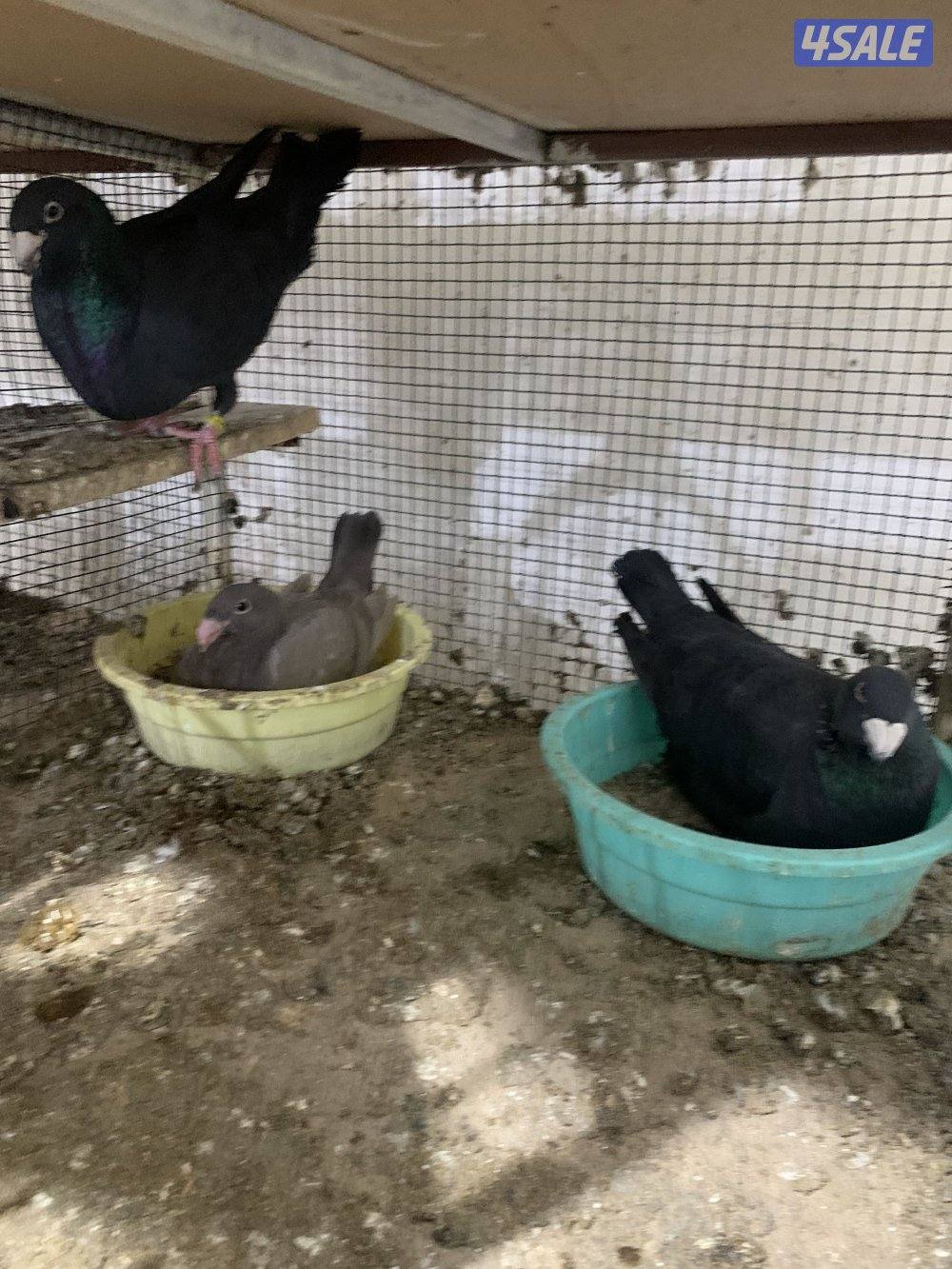 للبيع (12) زوج هومر اصفر واحمر واسود وازرق شبب ومنتجة وتحتها فروخ وبيض3