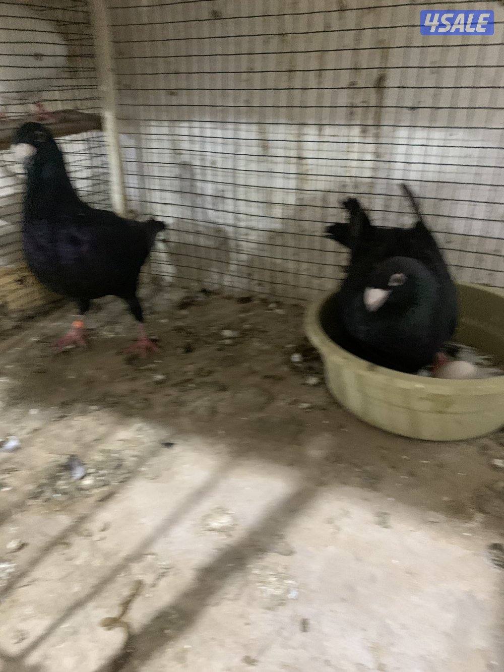 للبيع (12) زوج هومر اصفر واحمر واسود وازرق شبب ومنتجة وتحتها فروخ وبيض4