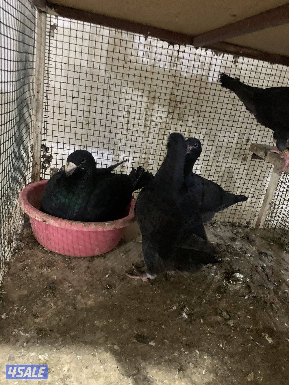 للبيع (12) زوج هومر اصفر واحمر واسود وازرق شبب ومنتجة وتحتها فروخ وبيض5