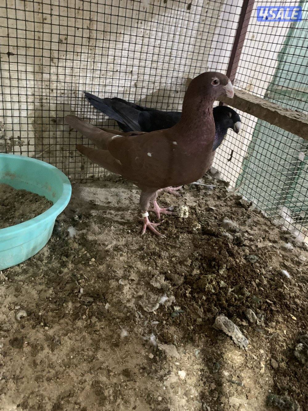 للبيع (12) زوج هومر اصفر واحمر واسود وازرق شبب ومنتجة وتحتها فروخ وبيض6