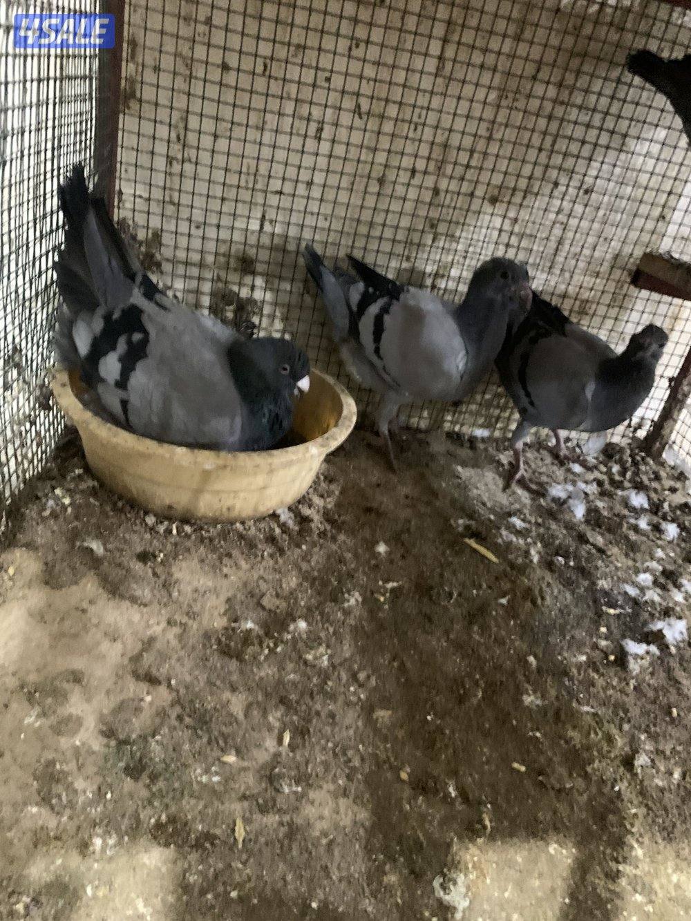 للبيع (12) زوج هومر اصفر واحمر واسود وازرق شبب ومنتجة وتحتها فروخ وبيض7