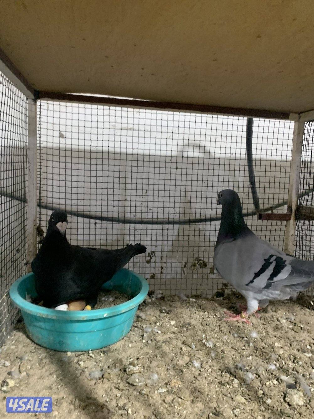 للبيع (12) زوج هومر اصفر واحمر واسود وازرق شبب ومنتجة وتحتها فروخ وبيض8