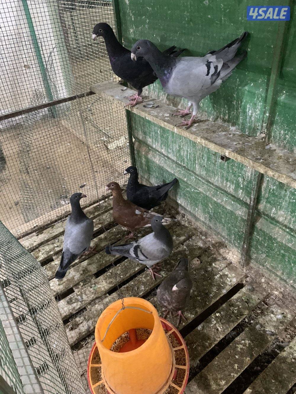 للبيع (12) زوج هومر اصفر واحمر واسود وازرق شبب ومنتجة وتحتها فروخ وبيض9