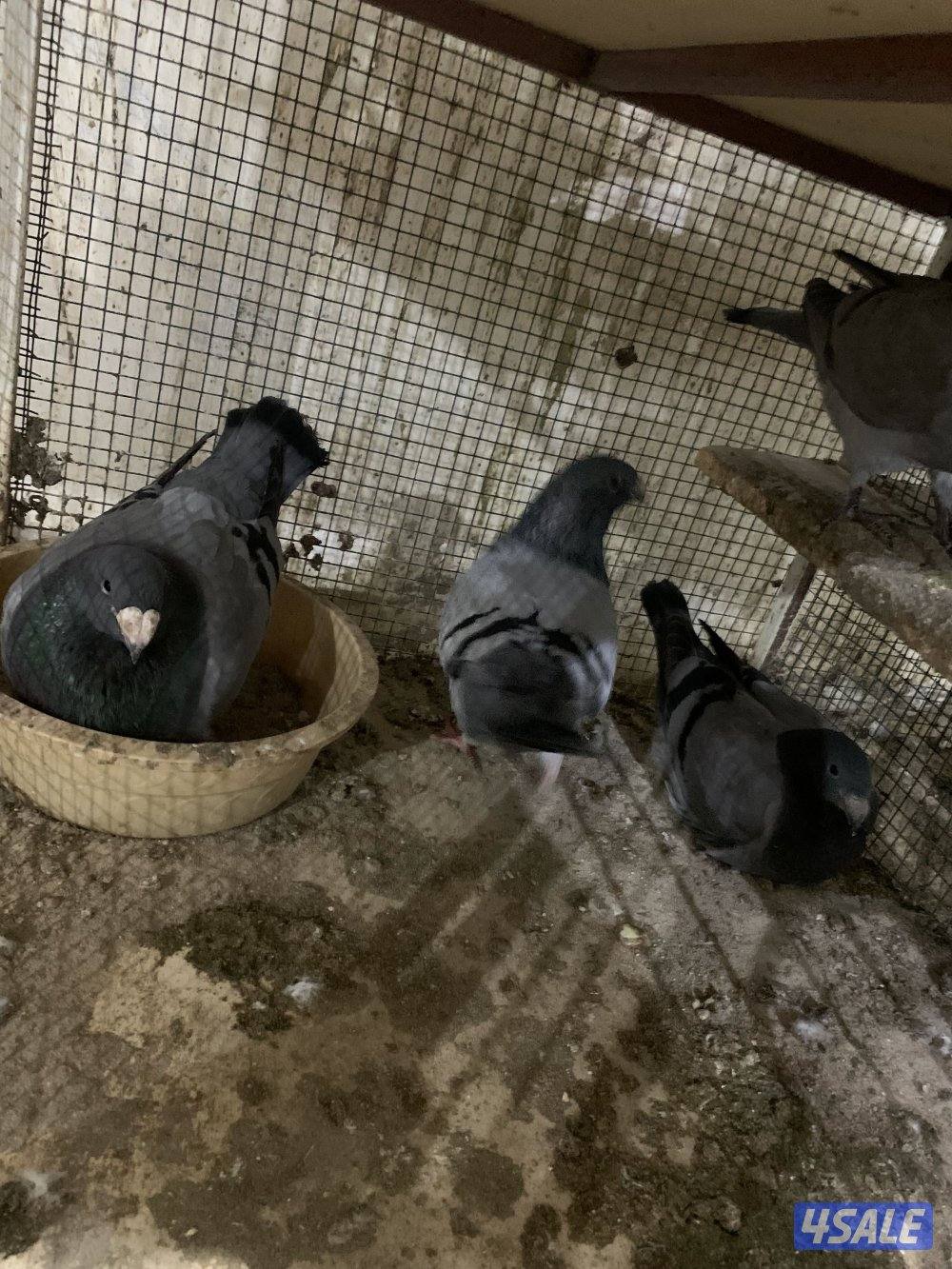 للبيع (12) زوج هومر اصفر واحمر واسود وازرق شبب ومنتجة وتحتها فروخ وبيض10