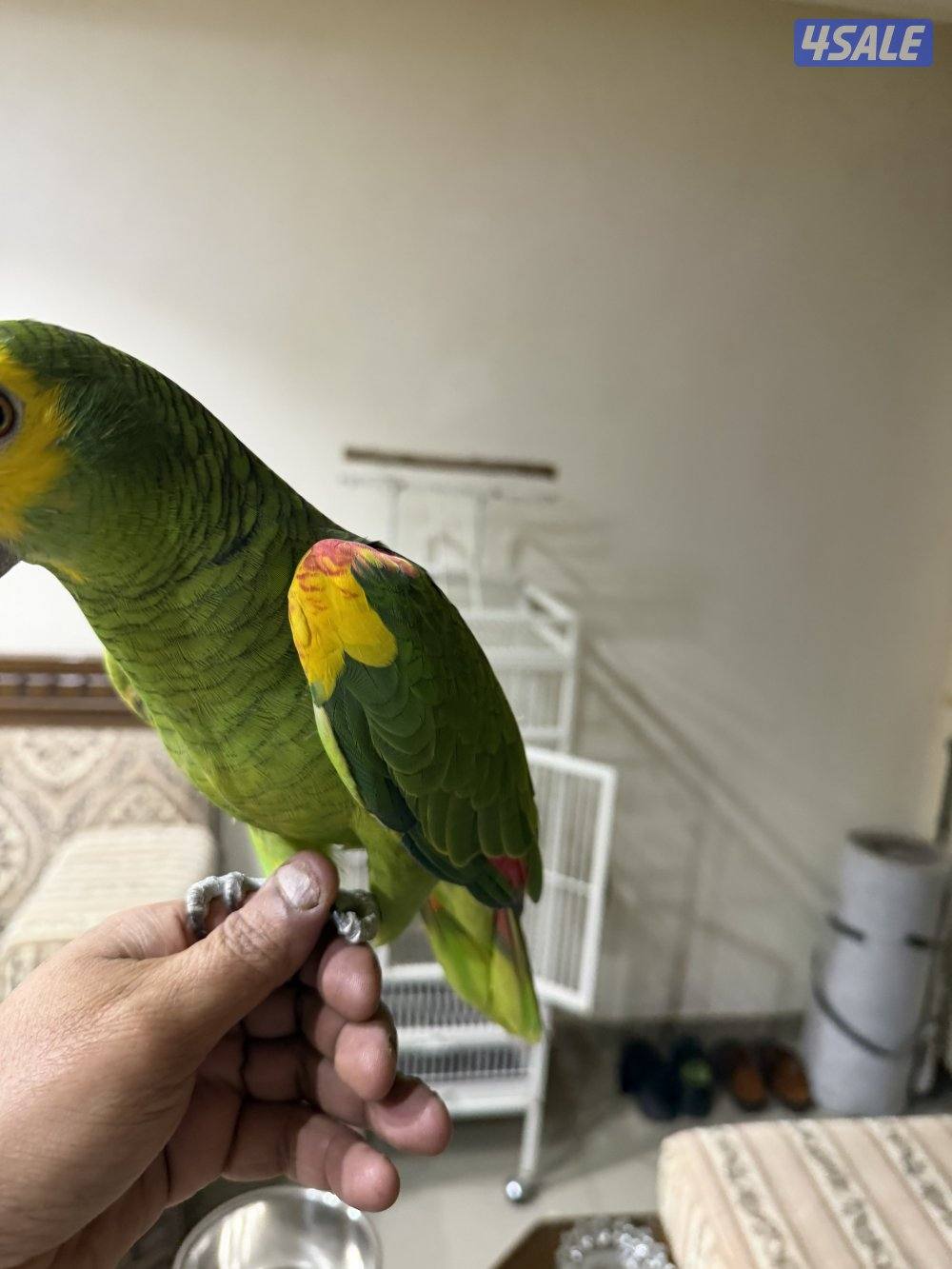 للبيع امازون كاب بلوفرنتد1