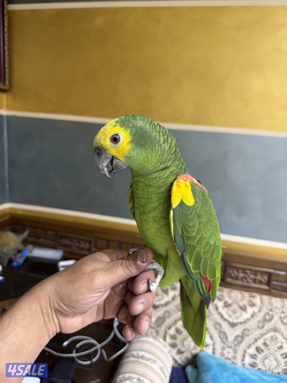 للبيع امازون كاب بلوفرنتد2