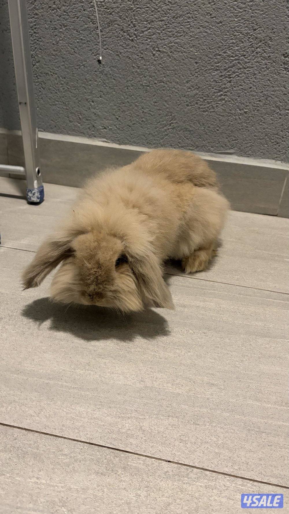 أرنب فازي لوب0