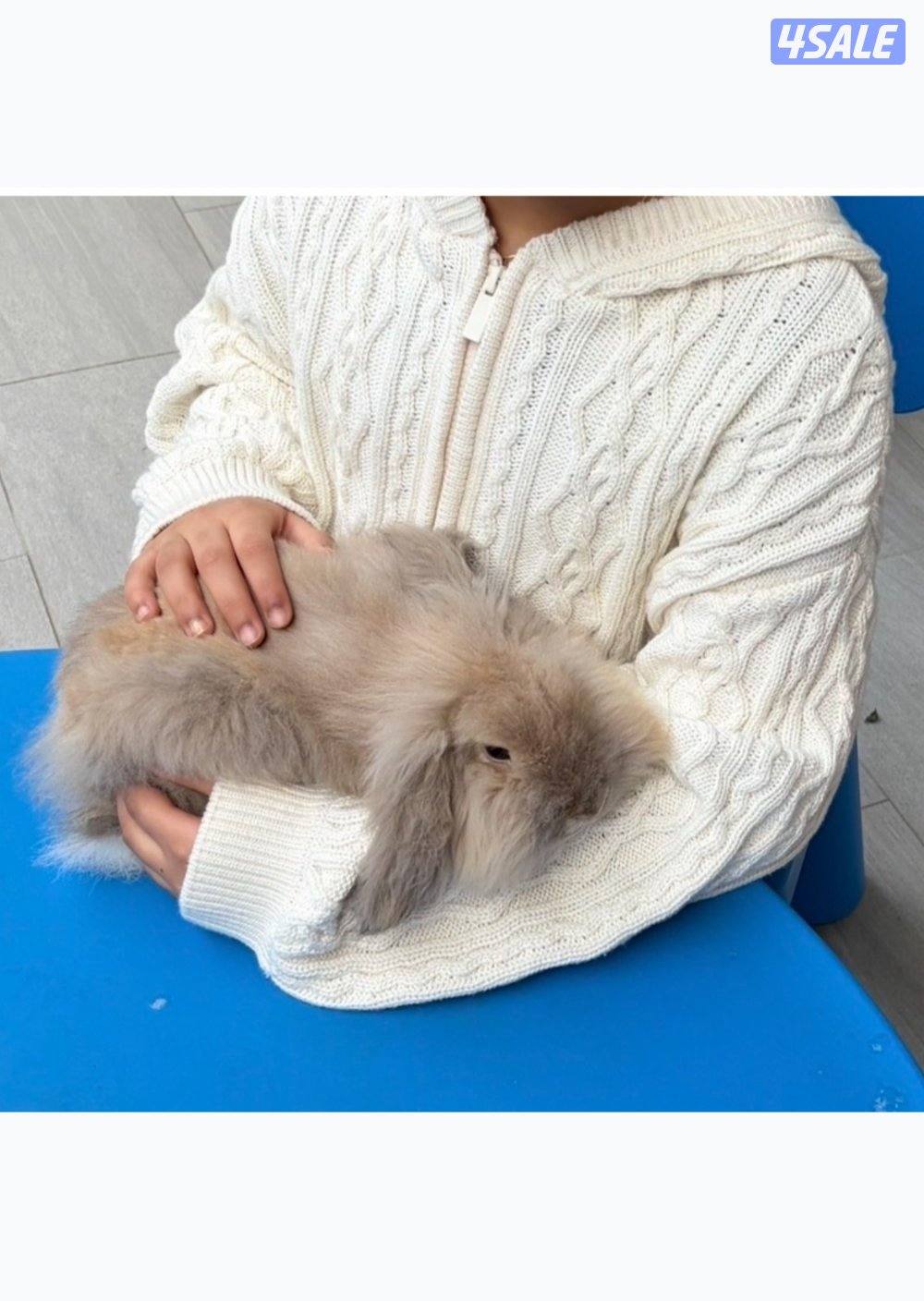 أرنب فازي لوب1