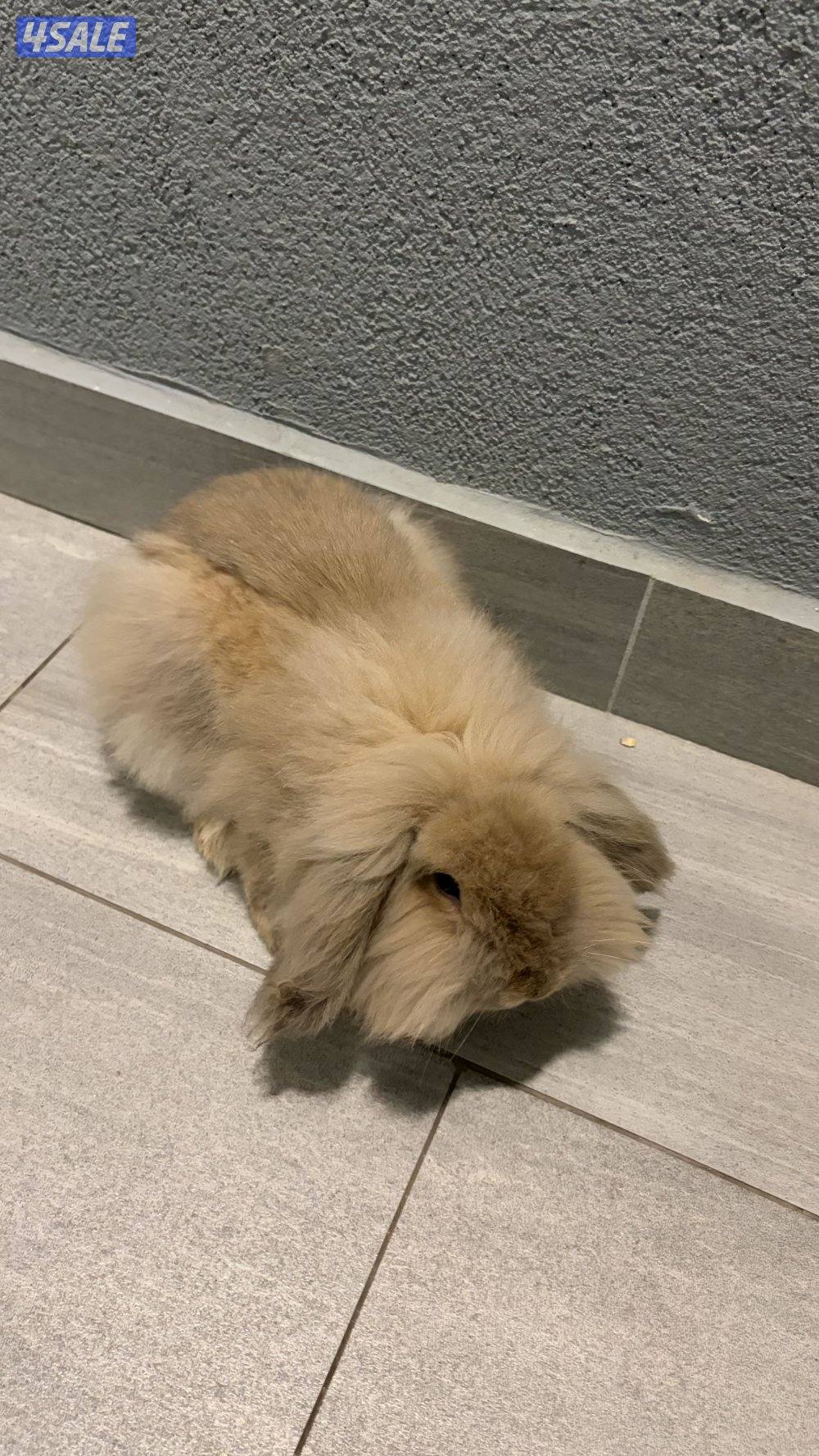 أرنب فازي لوب2