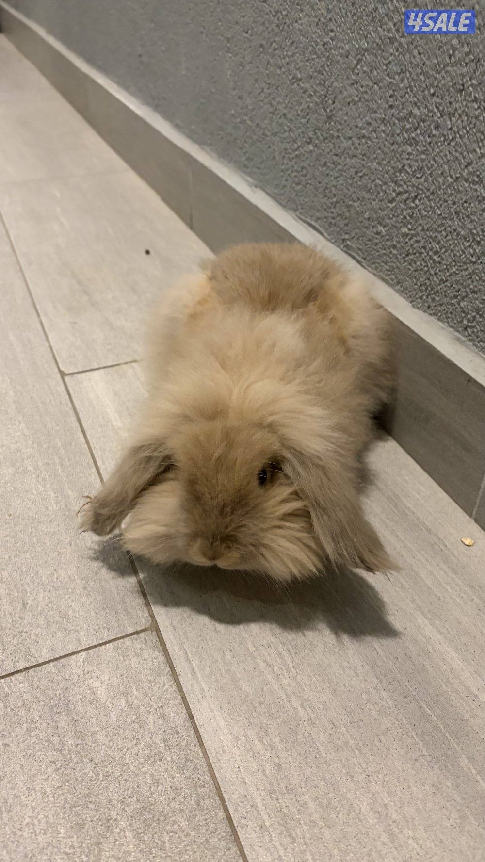 أرنب فازي لوب3