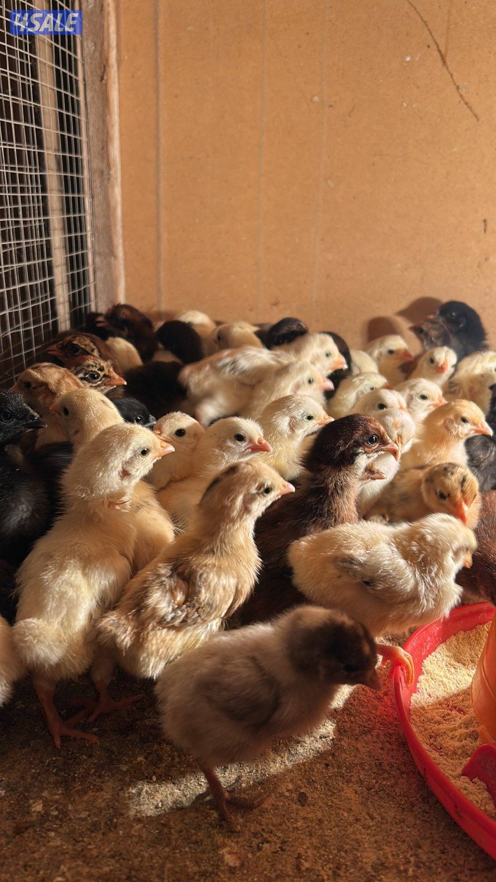 دجاج عربي قديم دندراوي / 100 ب 200