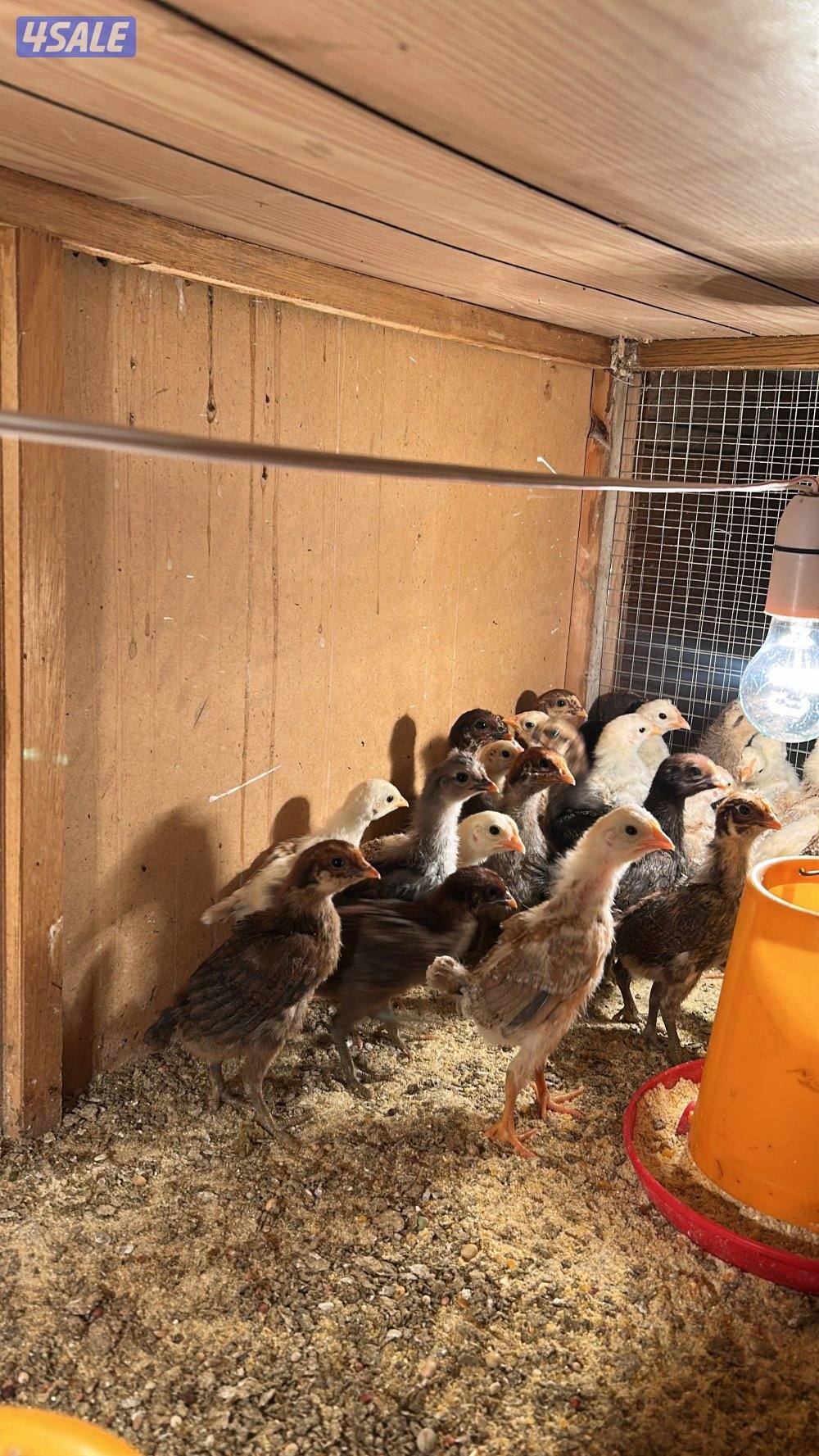 دجاج عربي قديم دندراوي / 100 ب 202