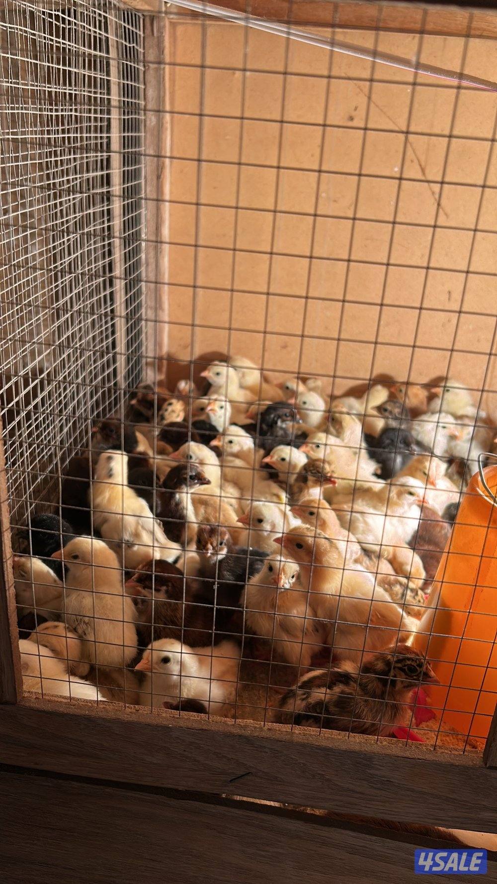 دجاج عربي قديم دندراوي / 100 ب 203