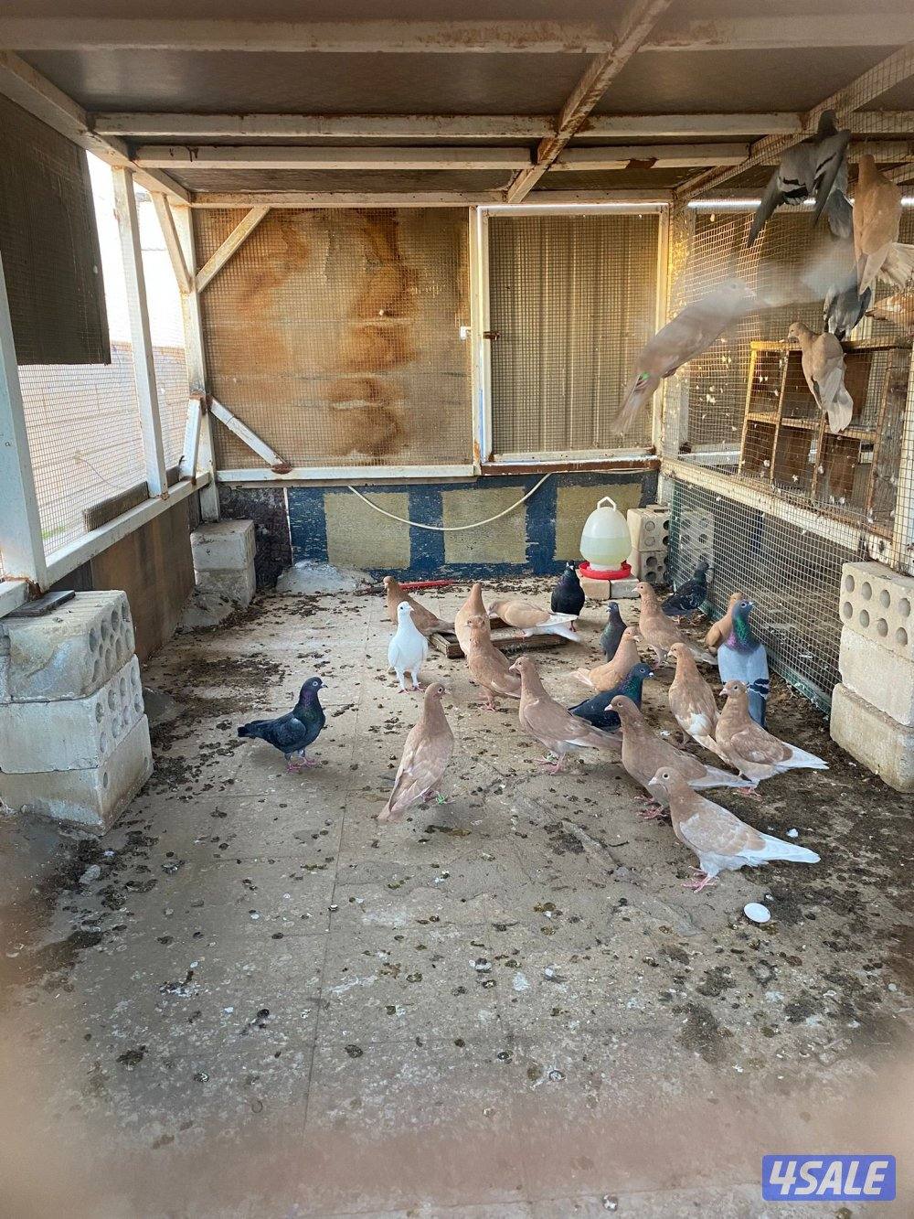 حناوي+زاجل+دحل+دشي0