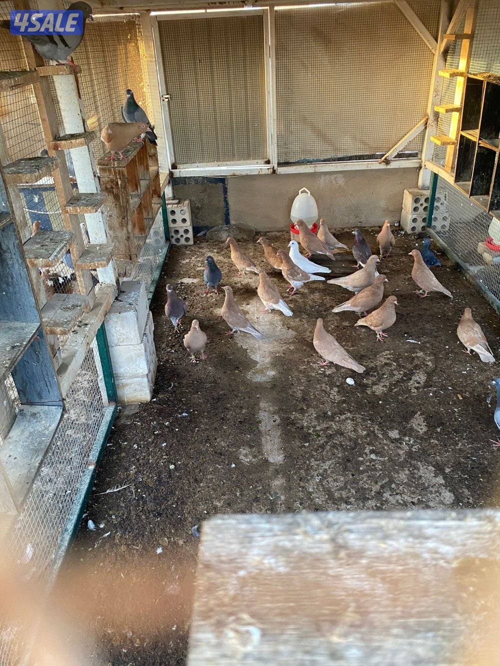 حناوي+زاجل+دحل+دشي1