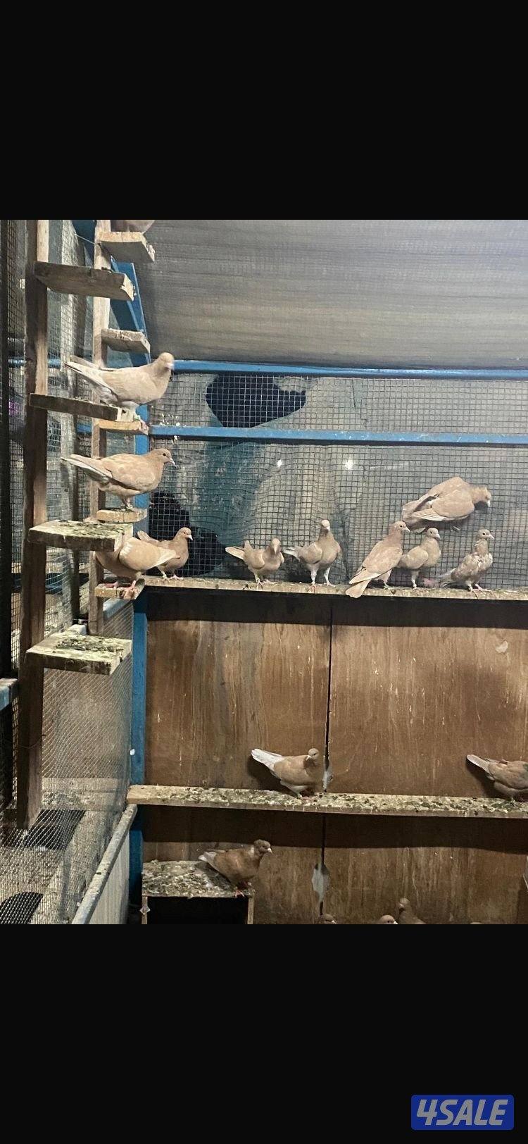 حناوي+زاجل+دحل+دشي2