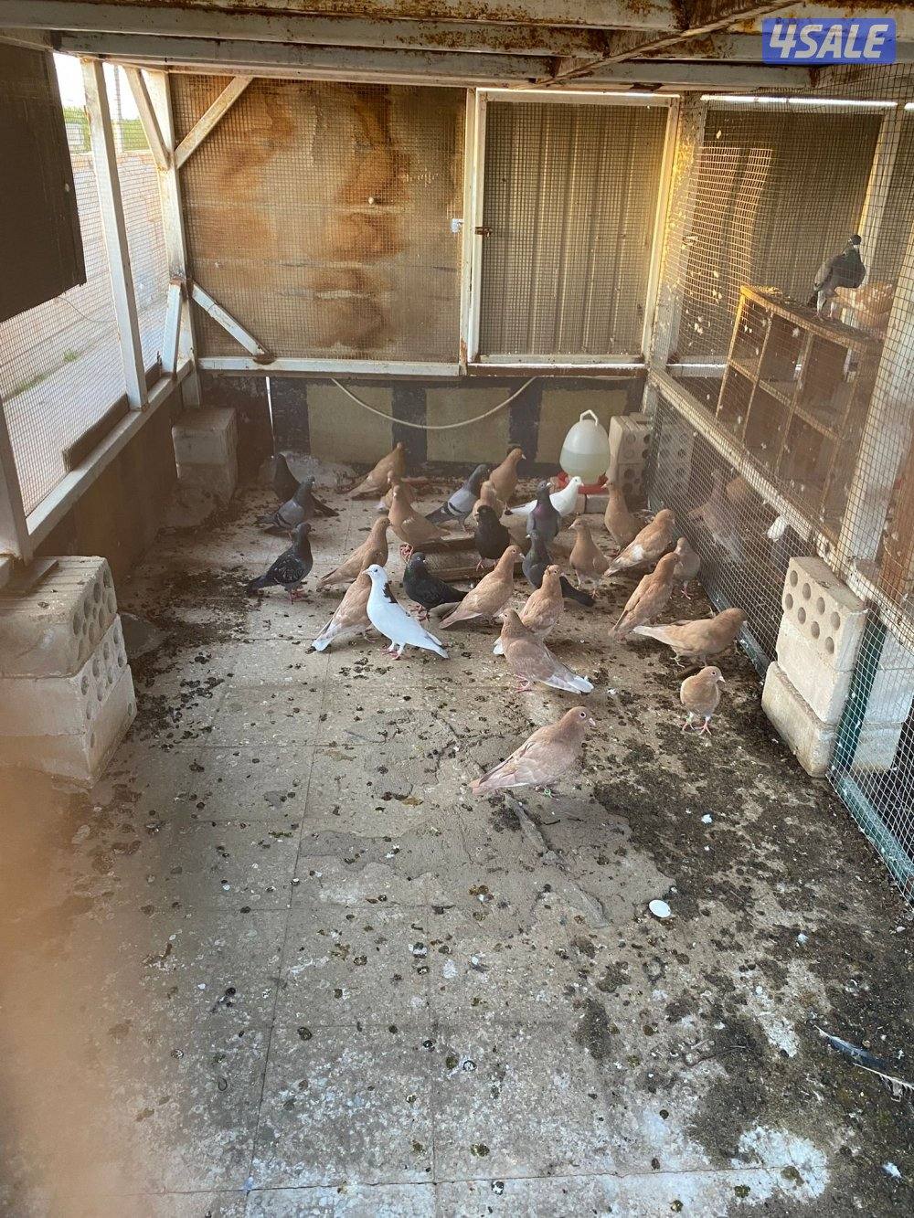 حناوي+زاجل+دحل+دشي3