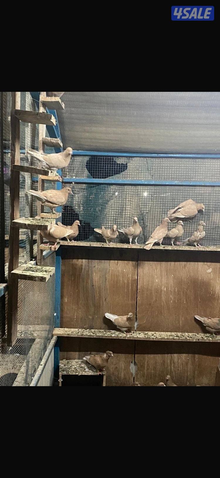 حناوي+زاجل+دحل+دشي4