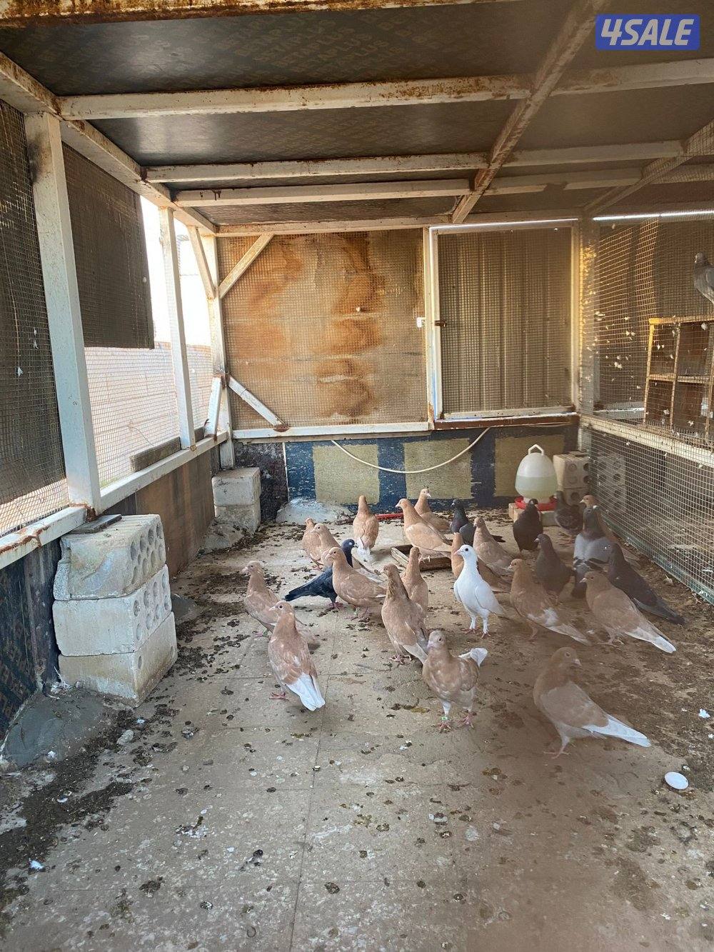 حناوي+زاجل+دحل+دشي5