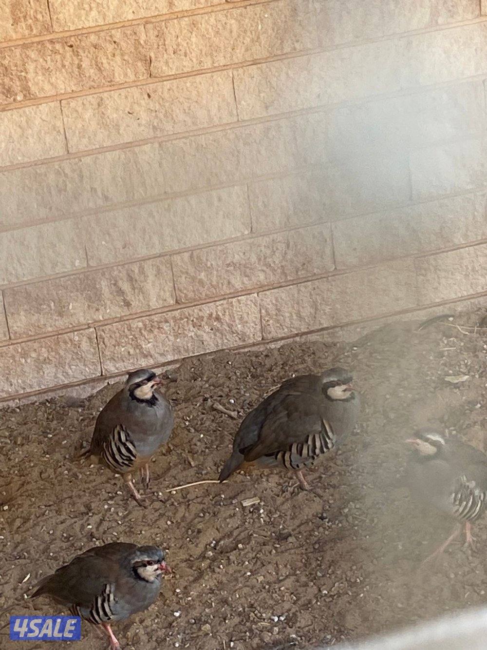 حجل الشنار0