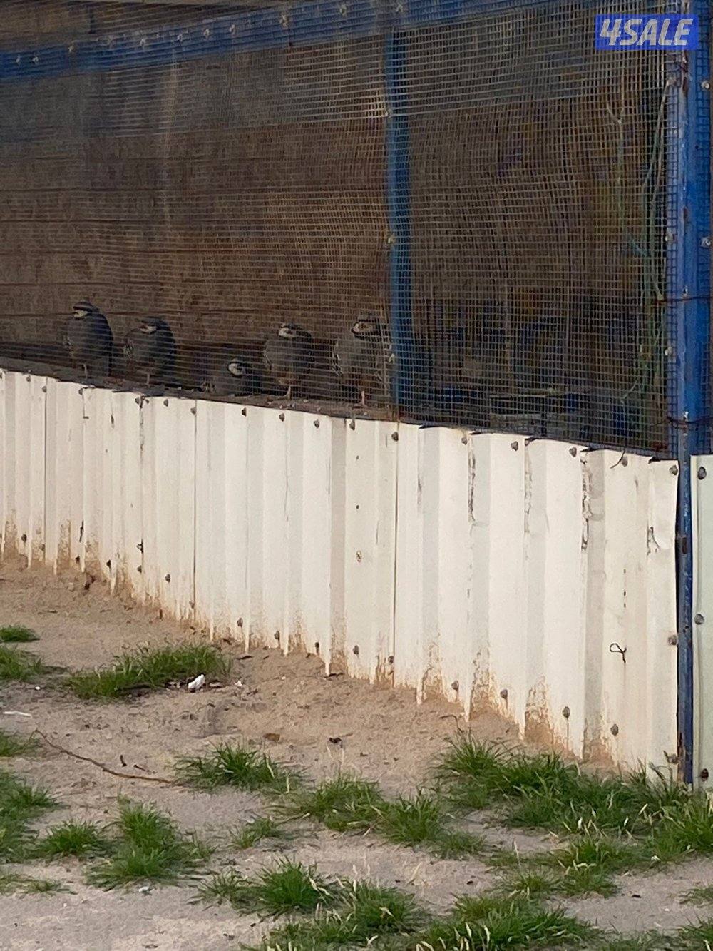 حجل الشنار1