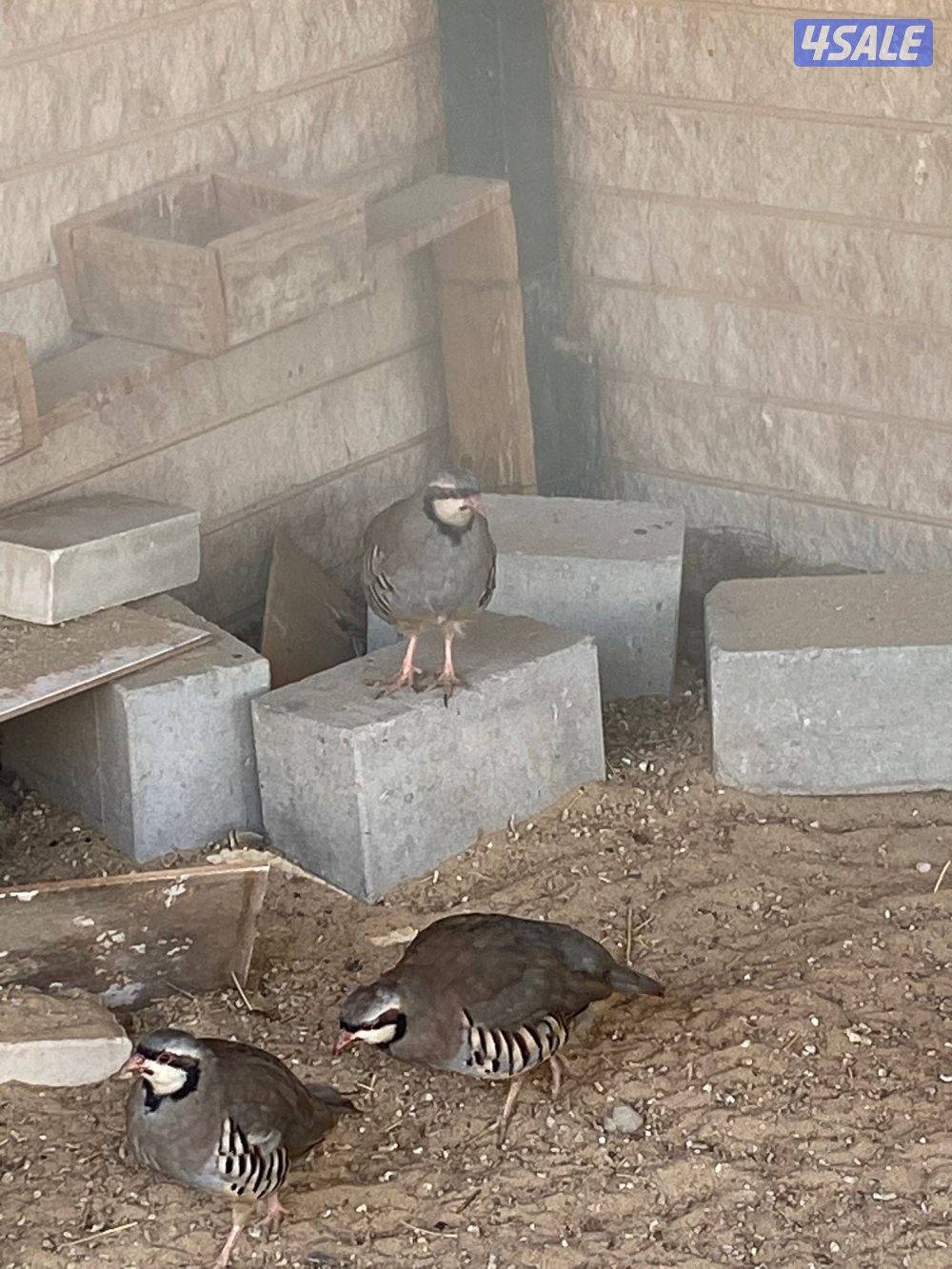 حجل الشنار3