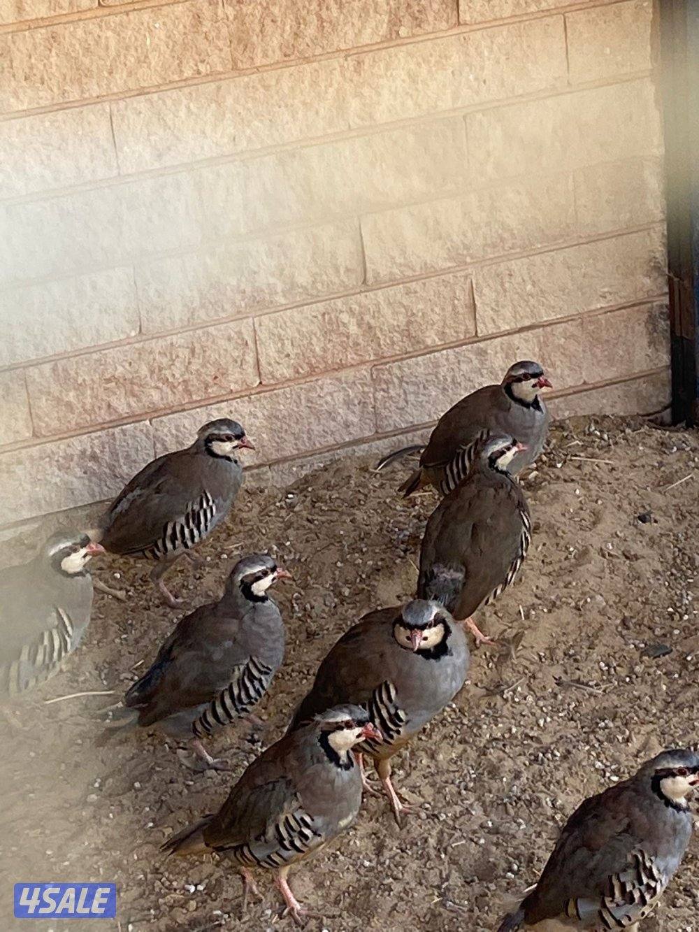 حجل الشنار4